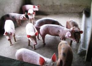 同奈省增加两乡公布猪蓝耳疫病结束。