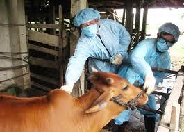 自4/20至 5/20：组织2011年第一次给家畜、家禽进行强制疫苗接种。