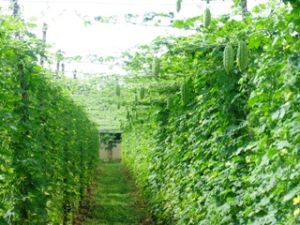 早日形成安全种植蔬菜、水果的地区。