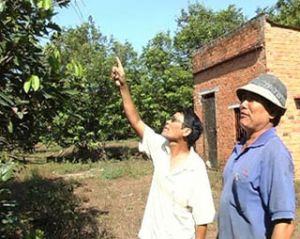 红毛丹农民：还要担心到什么时候？