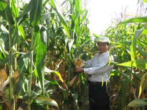 在稻田播种冬春季玉米模型