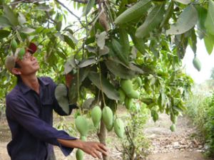 2011年第一季度：农、林、渔业生产同期增长4.1%。