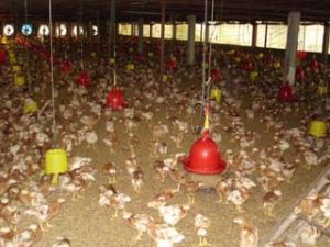 2008年：农、林、水产产值比2007年增6%