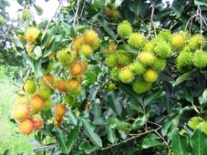 统一县：突破完成“主力农作物”项目措施。