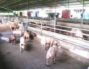 猪肉价格高昂但养猪者对重养的并不感兴趣。