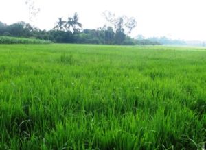 主动防止害虫对农作物的危害