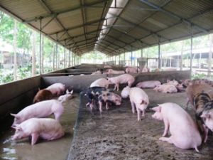 同奈省为生猪蓝耳病销毁协助25000元/公斤。