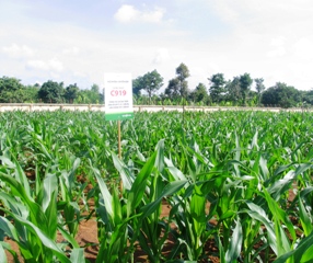 夏秋季全省播种面积达近81.000公顷。