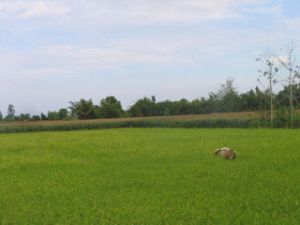 农产的出路问题：要有四家结合