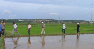 同奈省：水稻300多公吨感染草状矮化病毒和草丛短化病毒。