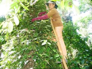 统一县：一位农民自力设计节省灌溉系统带来高效益。