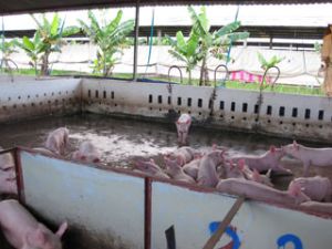 锦美县农业生产稳定发展