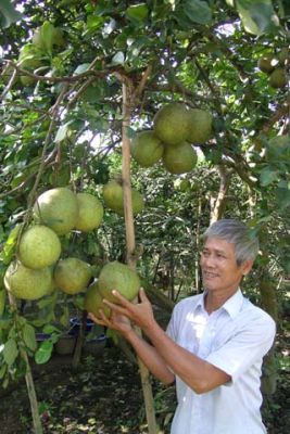 为新潮柚子促进Global GAP标准的成立