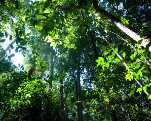 2011年林业制定目标保持森林覆盖率和林木率为29,76%