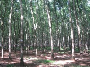 近740公顷的橡胶生白粉病 。