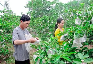 ドンナイ経済‐40周年の建設・発展・参入