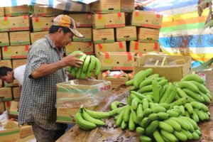 ロシアへバナナの 110万ドル以上輸出する