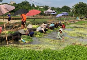 도시에 농산물을 공급한다