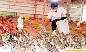 養鶏者が輸出チェーンに参加する為にチャンス