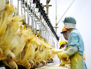 日本へ鶏肉輸出加速