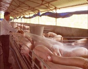 农民协会捐款建设农村交通近24亿元