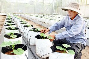 気候変動に適応するためのハイテク農業の開発