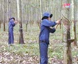 The rubber sector in 2005 gains the best performance ever