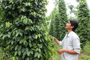 Dong Nai성 농업은 전국보다 높은 성장률을 달성한다