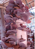 Mushroom output to be doubled by 2012