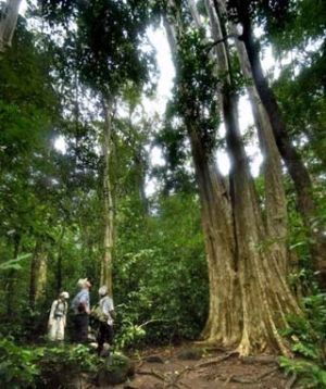 A seminar held to introduce first achievements of better research and practice project for precious and rare woods