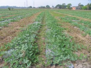 Agricultural Production Increased by 2.5% in the First Six Months