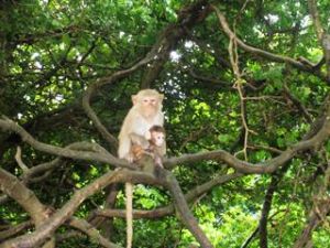 Biodiversity in Vinh Cuu Nature Reserve has gradually been restored