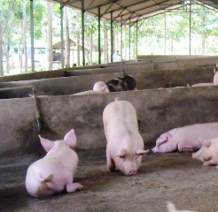 One More New Commune is infected by the Blue-Eared Pig Epidemic