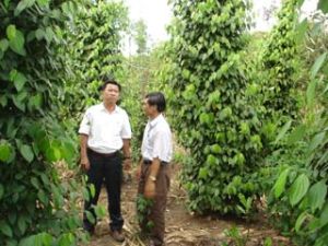 Dong Nai Agriculture Extension: science and technology to be applied in agricultural production
