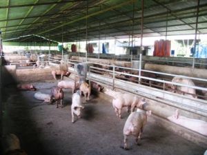 Blue Eared Disease Announced to Stop in Nine Communes