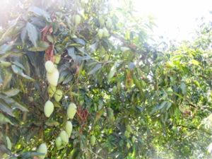 Dinh Quan Safe Fruit Production – Trading Cooperative aims to gain VietGap standard brand for mango