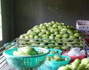 Mango Prices Continually Drop