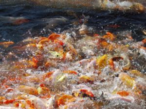 Dongnai has a lot of income potential of aquaculture