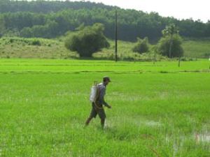 The whole province has 116 irrigation works in operation