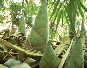 Multi-uses of planting bamboos