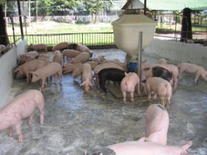 Seminar on solutions of managing animal husbandry development encouragement area held