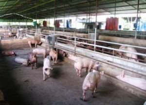 Blue-eared Pig Epidemic Announced in Bau Can Commune
