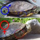 Prevent and Restrict Raising and Trading in Red-Eared Sliders