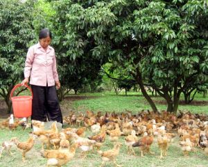 The Department of Agriculture and Rural Development of Thong Nhat district: deploys the project entitled “Support enhancement of agricultural productivity for poor households in 2009”