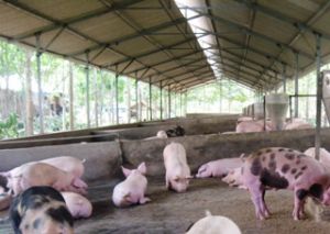 Two More New Outbreak Areas of Blue-Eared Pig Disease Announced