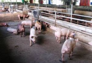 The Blue-Eared Pig Epidemic Appears in 11 Communes across the Province