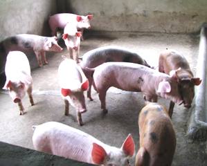 Two More New Communes Where the Blue-Eared Pig Epidemic Occurs