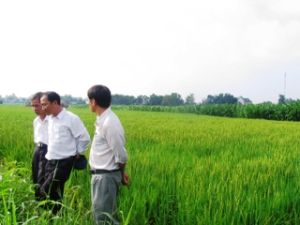 Pay attention to controlling diseases and pests