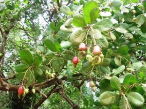 Cashew Prices Dramatically Go down