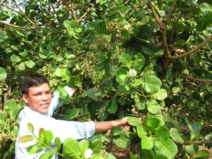 Domestic Cashew Market omitted